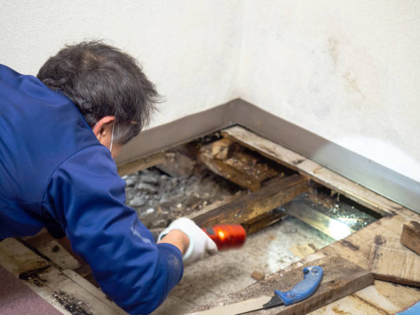 Certified Mold Removal in Oakdale, CA