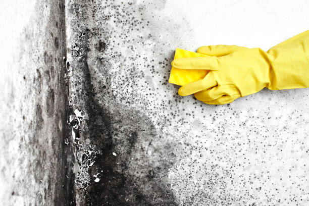 Best Local Mold Removal Service  in Oakdale, CA