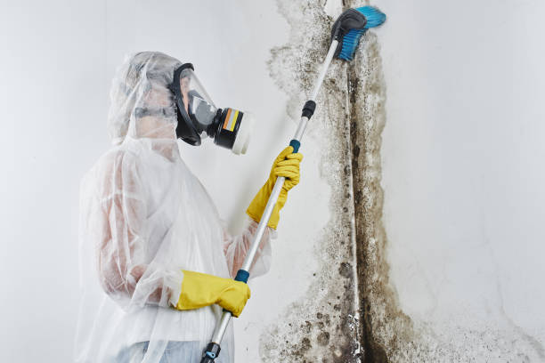 Best Mold Remediation  in Oakdale, CA