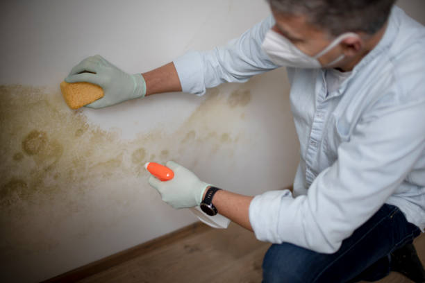 Best Black Mold Removal  in Oakdale, CA