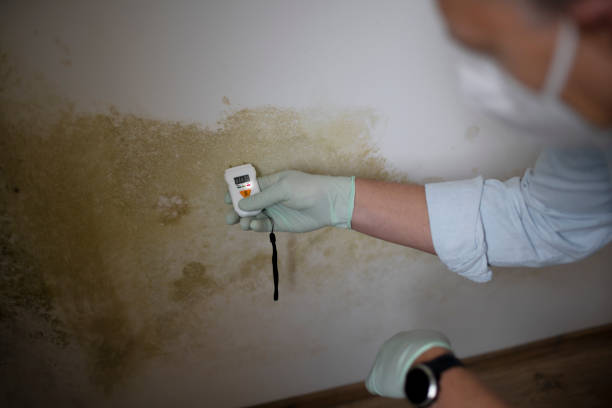 Best Commercial Mold Removal  in Oakdale, CA